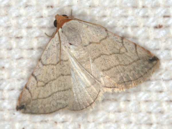 /filer/webapps/moths/media/images/D/daphoena_Eublemma_A_Heyns.jpg