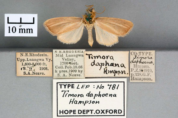 /filer/webapps/moths/media/images/D/daphoena_Timora_ST_OUMNH_01.jpg