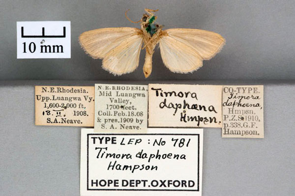 /filer/webapps/moths/media/images/D/daphoena_Timora_ST_OUMNH_02.jpg