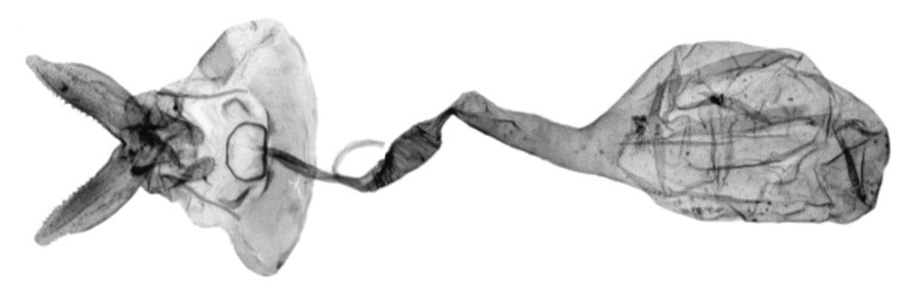 /filer/webapps/moths/media/images/D/daressalami_Anthozela_GFPT_USNM.jpg