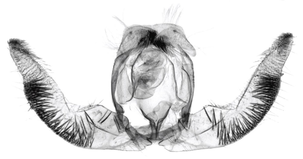 /filer/webapps/moths/media/images/D/daressalami_Anthozela_GMHT_USNM.jpg