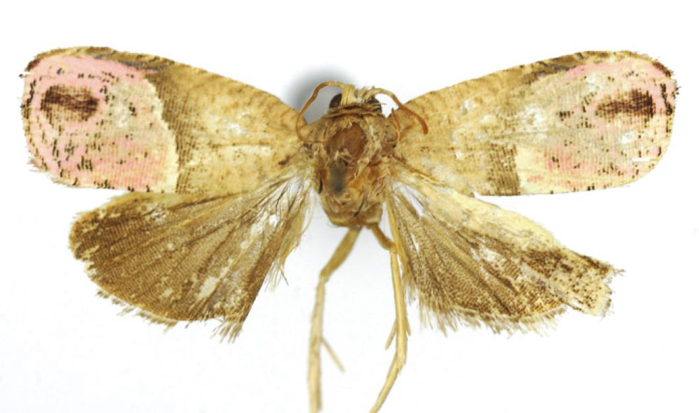 /filer/webapps/moths/media/images/D/daressalami_Anthozela_HT_USNM.jpg