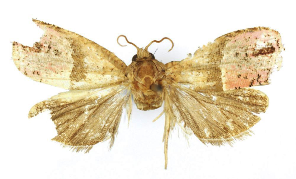 /filer/webapps/moths/media/images/D/daressalami_Anthozela_PTF_USNM.jpg