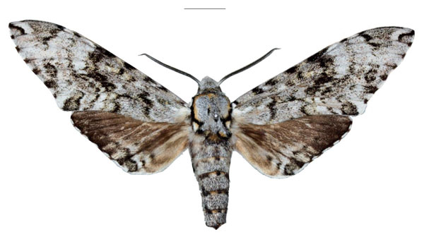 /filer/webapps/moths/media/images/D/dargei_Covelliana_HT_SMCR.jpg