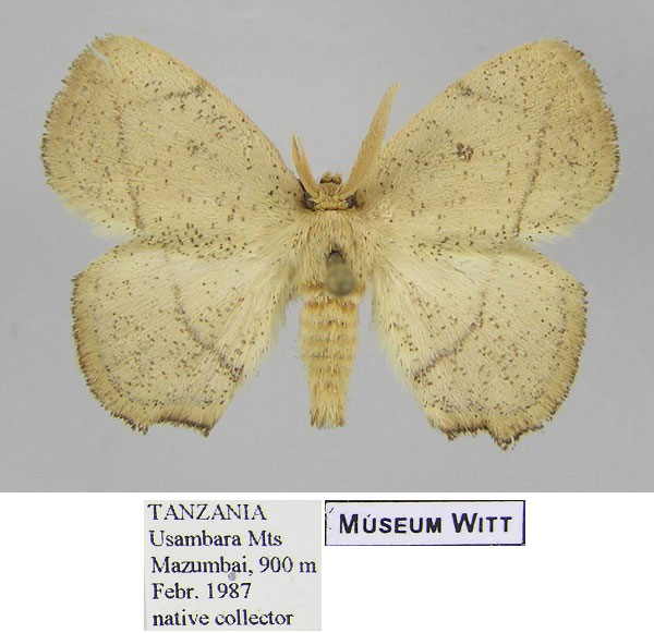 /filer/webapps/moths/media/images/D/dargei_Ectropona_HT_MWM_uT65xeF.jpg