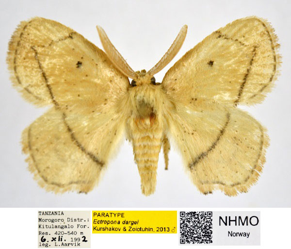 /filer/webapps/moths/media/images/D/dargei_Ectropona_PT_NHMO_01_IJrYLnI.jpg