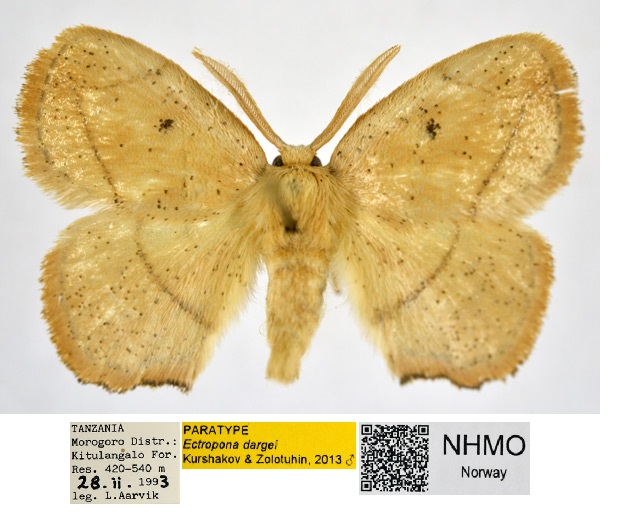 /filer/webapps/moths/media/images/D/dargei_Ectropona_PT_NHMO_02_rHchpm2.jpg
