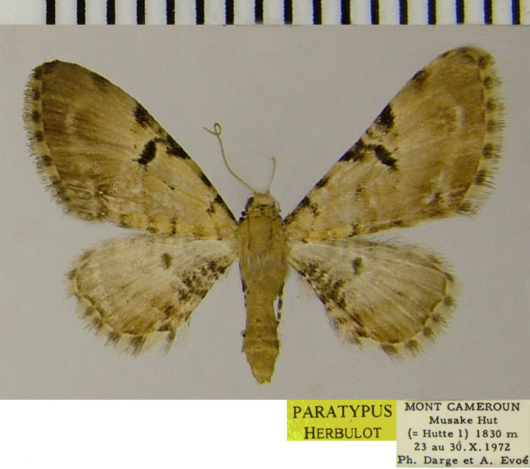/filer/webapps/moths/media/images/D/dargei_Eupithecia_PTF_ZSM.jpg