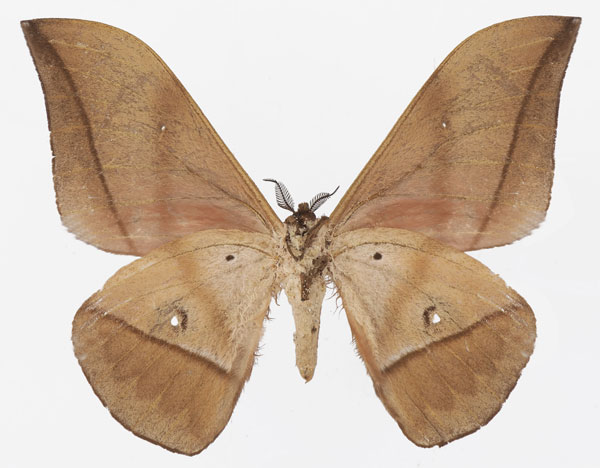 /filer/webapps/moths/media/images/D/dargei_Lobobunaea_AM_Basquinb.jpg