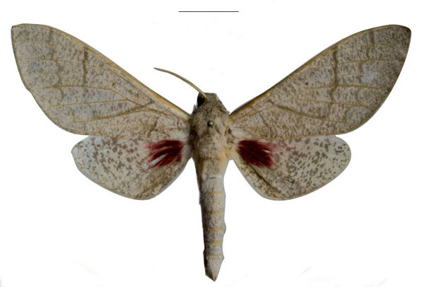 /filer/webapps/moths/media/images/D/dargei_Neoclanis_HT_EMEMa.jpg