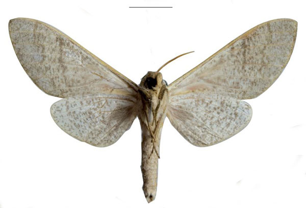 /filer/webapps/moths/media/images/D/dargei_Neoclanis_HT_EMEMb.jpg