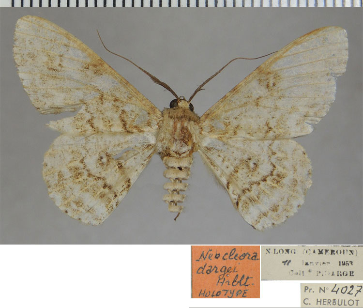 /filer/webapps/moths/media/images/D/dargei_Neocleora_HT_ZSM.jpg