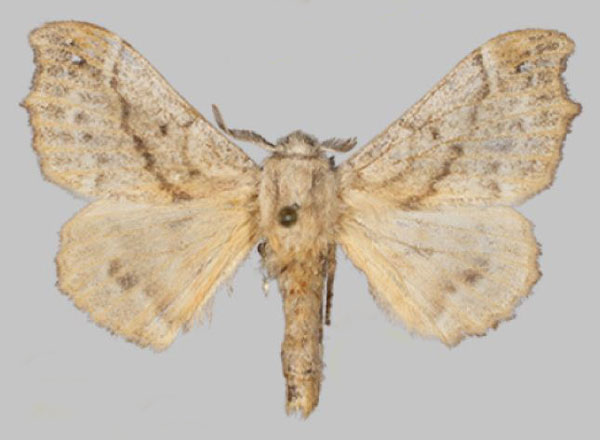 /filer/webapps/moths/media/images/D/dargei_Odontopacha_PTF_Mueller_02.jpg