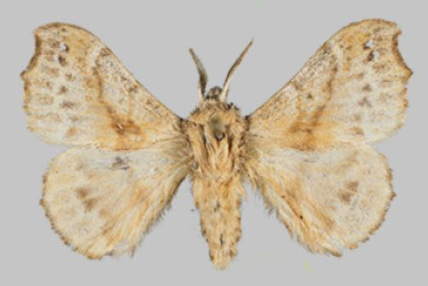 /filer/webapps/moths/media/images/D/dargei_Odontopacha_PTM_Mueller_01.jpg