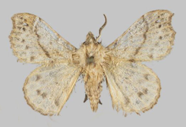 /filer/webapps/moths/media/images/D/dargei_Odontopacha_PTM_Mueller_02.jpg
