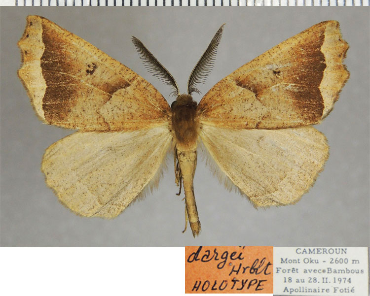/filer/webapps/moths/media/images/D/dargei_Odontopera_HT_ZSMa.jpg