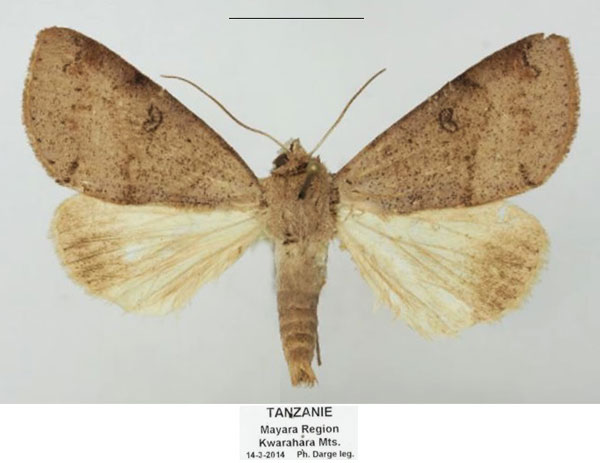 /filer/webapps/moths/media/images/D/dargei_Ophiusa_AM_Basquin.jpg