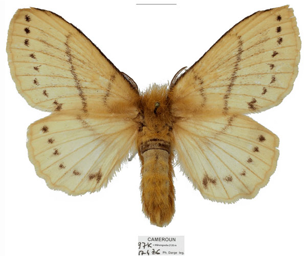 /filer/webapps/moths/media/images/D/dargei_Philotherma_AT_Basquin.jpg