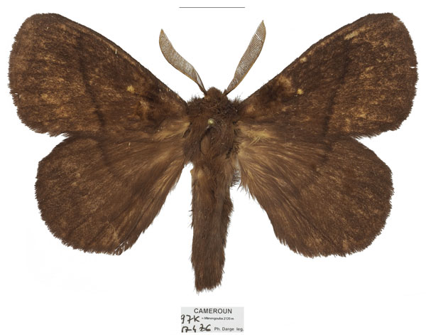 /filer/webapps/moths/media/images/D/dargei_Philotherma_HT_Basquina.jpg