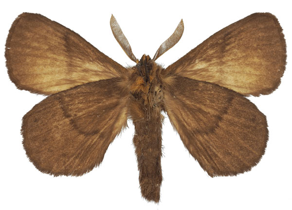 /filer/webapps/moths/media/images/D/dargei_Philotherma_HT_Basquinb.jpg