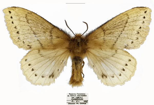 /filer/webapps/moths/media/images/D/dargei_Philotherma_PTF_Basquin.jpg