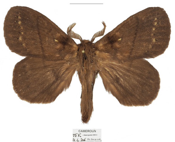 /filer/webapps/moths/media/images/D/dargei_Philotherma_PTM_Basquin_01.jpg