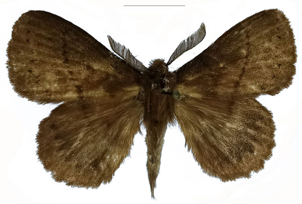 /filer/webapps/moths/media/images/D/dargei_Philotherma_PTM_Basquin_02.jpg