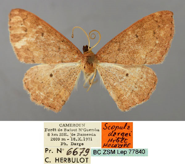 /filer/webapps/moths/media/images/D/dargei_Scopula_HT_ZSM_01.jpg