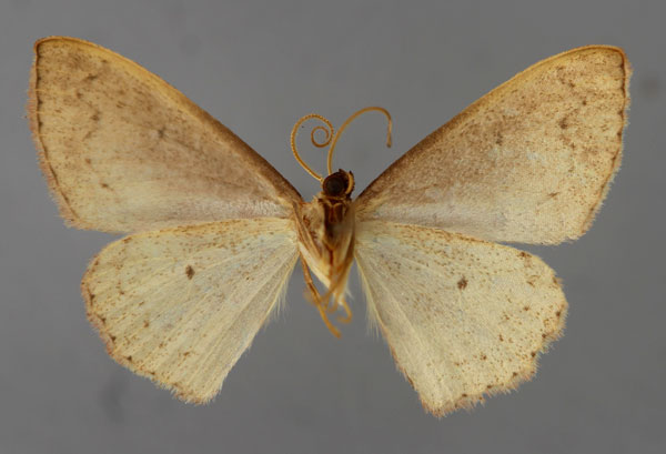 /filer/webapps/moths/media/images/D/dargei_Scopula_HT_ZSM_02.jpg