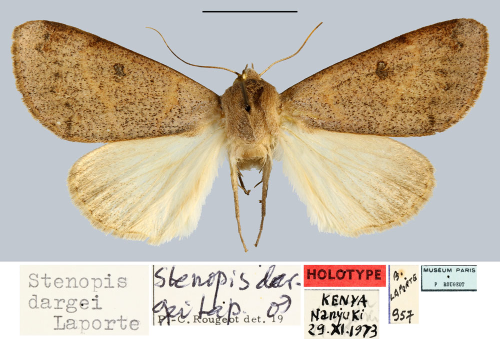 /filer/webapps/moths/media/images/D/dargei_Stenopis_HT_MNHN.jpg