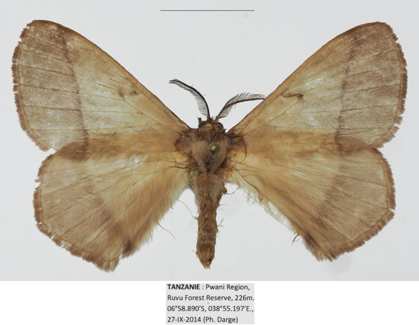/filer/webapps/moths/media/images/D/dargei_Vianga_AM_Basquin_02_CWO41mO.jpg