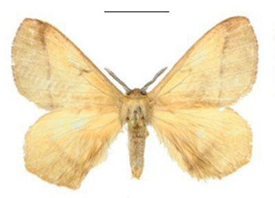 /filer/webapps/moths/media/images/D/dargei_Vianga_HT_ANHRT_gPISAYu.jpg
