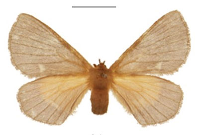 /filer/webapps/moths/media/images/D/dargei_Vianga_PTF_NHMUK_likKr3G.jpg