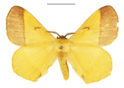 /filer/webapps/moths/media/images/D/dargei_Vianga_PTM_NHMUK_mMQcEza.jpg
