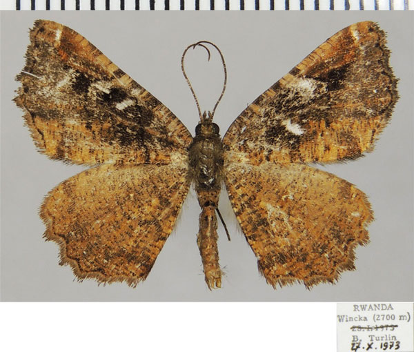 /filer/webapps/moths/media/images/D/dargei_Xylopteryx_AM_ZSM.jpg