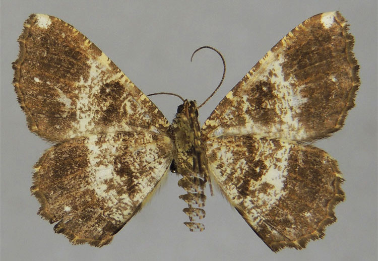 /filer/webapps/moths/media/images/D/dargei_Xylopteryx_HT_ZSMb.jpg