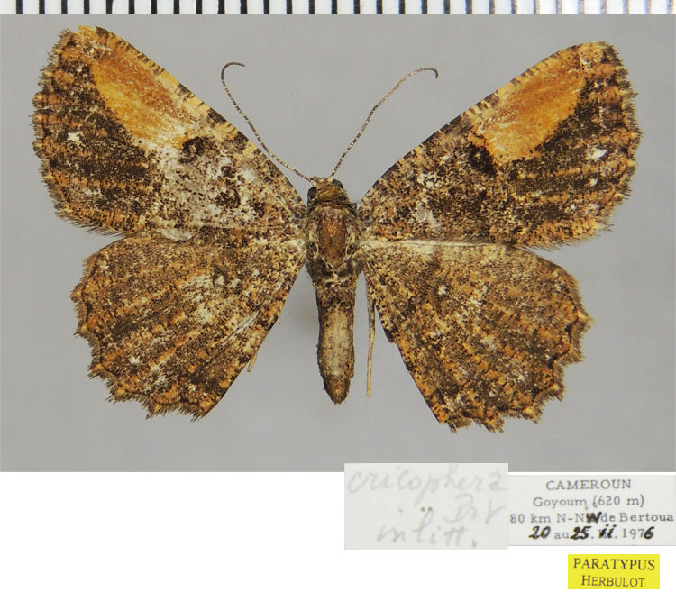 /filer/webapps/moths/media/images/D/dargei_Xylopteryx_PTF_ZSM.jpg