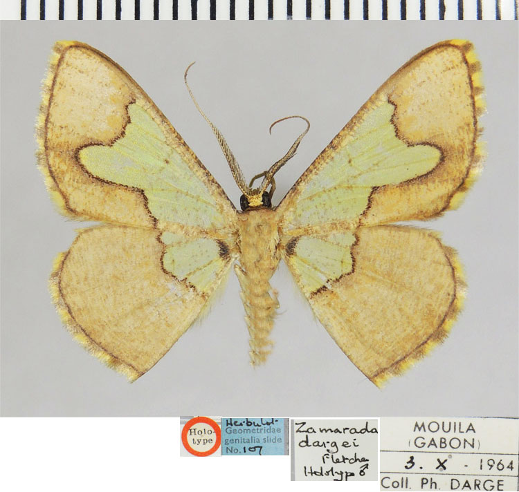/filer/webapps/moths/media/images/D/dargei_Zamarada_HT_ZSMa.jpg