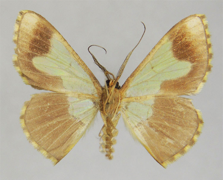 /filer/webapps/moths/media/images/D/dargei_Zamarada_HT_ZSMb.jpg