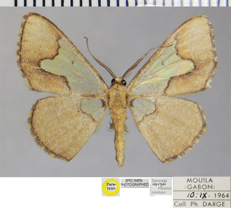 /filer/webapps/moths/media/images/D/dargei_Zamarada_PTM_ZSM.jpg