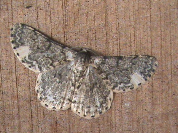 /filer/webapps/moths/media/images/D/dargei_Zeuctoboarmia_A_Guyonnet.jpg