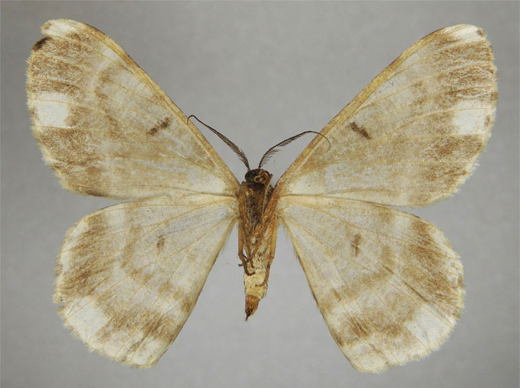 /filer/webapps/moths/media/images/D/dargei_Zeuctoboarmia_HT_ZSMb.jpg