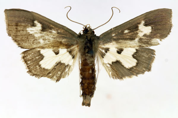 /filer/webapps/moths/media/images/D/dariusalis_Eporidia_AF_ISEA.jpg