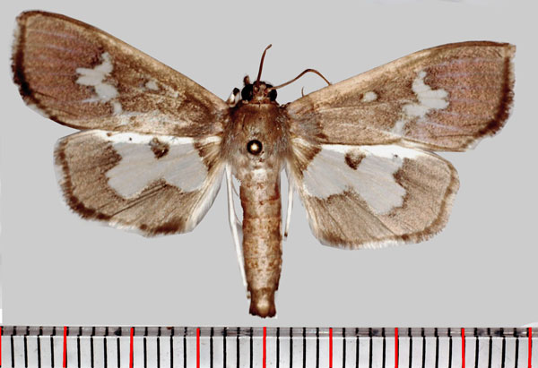 /filer/webapps/moths/media/images/D/dariusalis_Eporidia_AM_Poltavsky.jpg