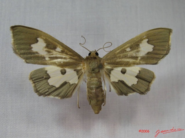 /filer/webapps/moths/media/images/D/dariusalis_Eporidia_A_Albert.jpg