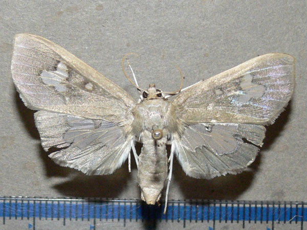 /filer/webapps/moths/media/images/D/dariusalis_Eporidia_A_Goff_01.jpg