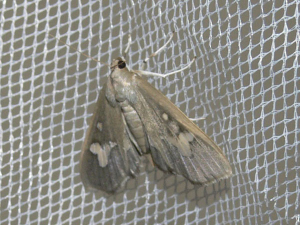 /filer/webapps/moths/media/images/D/dariusalis_Eporidia_A_Goff_02.jpg