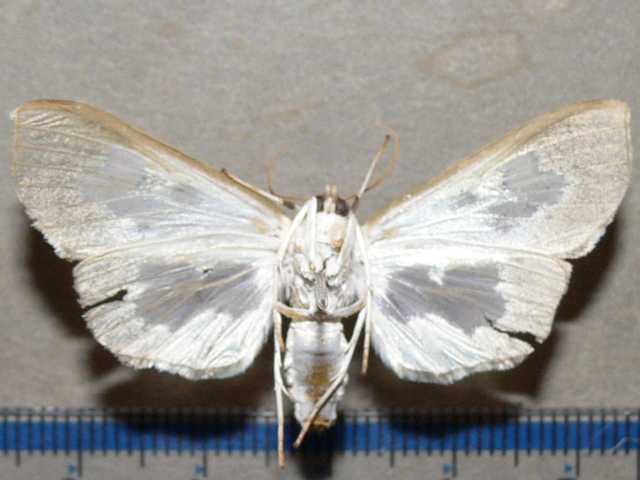 /filer/webapps/moths/media/images/D/dariusalis_Eporidia_A_Goffb_01.jpg