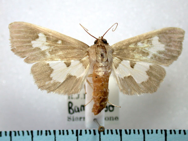 /filer/webapps/moths/media/images/D/dariusalis_Eporidia_A_Revell.jpg