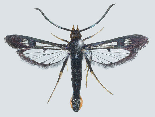 /filer/webapps/moths/media/images/D/darkovi_Jerbeia_HT_COGMa.jpg